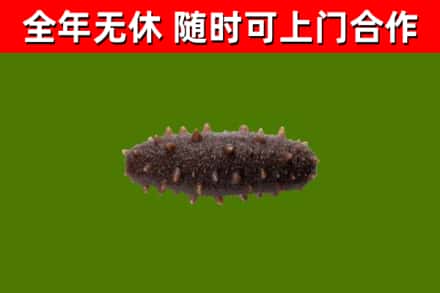武乡县烟酒回收干海参.jpg